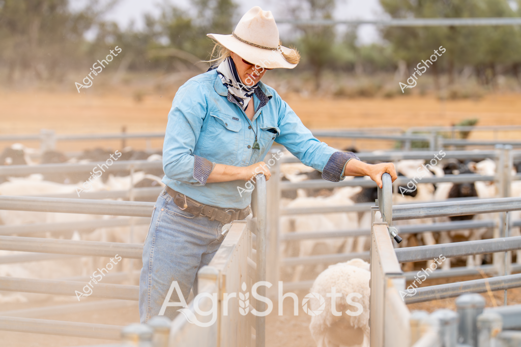 A woman stockman wearing a light blue work shirt, cream cowboy hat, and blue denim jeans stands beside livestock yards in an arid Australian pastoral setting. She leans against metal cattle yards with sheep visible behind her, her posture suggesting careful observation of the livestock. The background reveals a dry, sparse landscape with scattered trees and golden-brown grasslands typical of rural Australian farming regions. Her outfit - complete with a bandana and sturdy belt - indicates practical working attire for managing livestock in challenging environmental conditions. The scene captures the resilience and everyday work of Australian agricultural workers, highlighting the connection between people and land in rural livestock management.