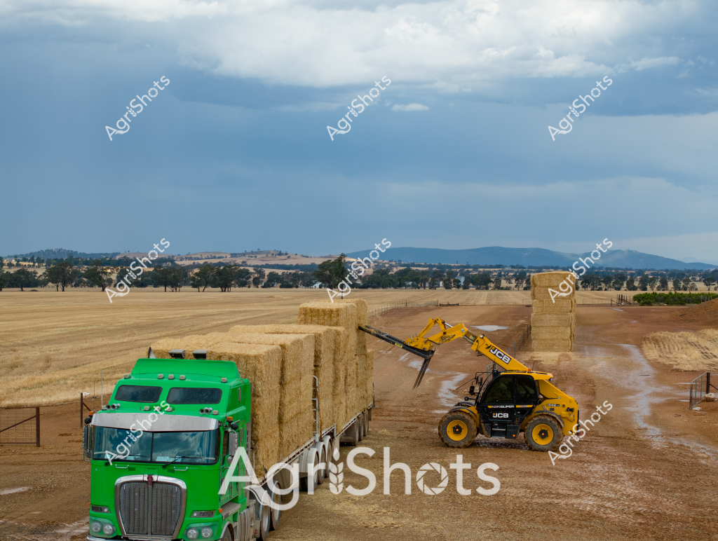 A vivid agricultural scene captures the hay harvest in a sprawling rural landscape, featuring a bright green truck loaded with large rectangular hay bales and a yellow JCB telescopic handler strategically moving additional hay bales. The expansive paddock stretches across a golden-hued field, with scattered eucalyptus trees and distant mountain ranges creating a quintessential Australian rural backdrop. Stacked hay bales form geometric patterns across the dusty yard, highlighting the efficiency of modern agricultural harvesting techniques. The cloudscape suggests a mild day, with soft blue-gray clouds providing a muted contrast to the warm earth tones of the harvested field. The machinery - a robust green truck and a yellow JCB loader - represents the advanced agricultural equipment used in contemporary Australian farming operations, demonstrating the intersection of technology and traditional rural practices.

The scene encapsulates the critical process of hay production, where carefully baled and transported hay will provide crucial feed for livestock during dry seasons or winter months. The precise stacking and transportation methods showcase the meticulous planning and technological sophistication of modern agricultural practices in capturing and storing this essential agricultural resource.