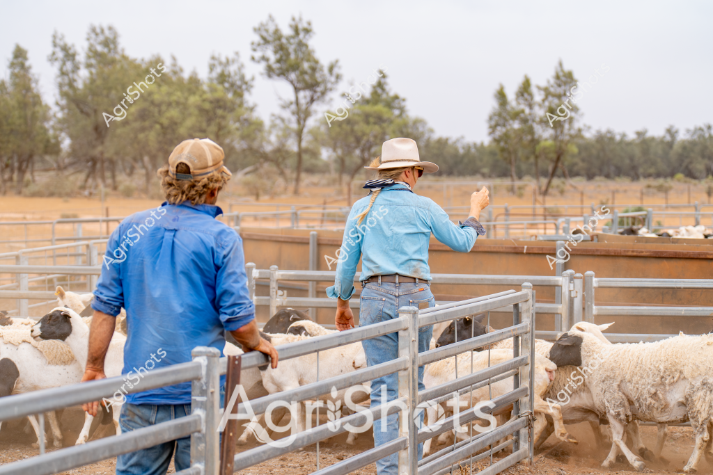 Two men farmers oversee a small flock of sheep in a dry, dusty livestock paddock surrounded by sparse eucalyptus trees. One man in a blue long-sleeved shirt and a tan cap stands near a metal livestock gate, while the other wearing a light blue shirt and wide-brimmed sun hat gestures toward the animals. Several white sheep with varying wool textures are visible within the metal stock yard fencing, highlighting the typical rural Australian agricultural setting. The landscape appears arid, with a muted color palette of golden-brown ground, gray-green trees, and washed-out sky, suggesting conditions typical of inland pastoral regions. The men's sturdy work clothing and attentive postures indicate an experienced approach to livestock management, carefully monitoring the small mob of sheep in their contained yard.