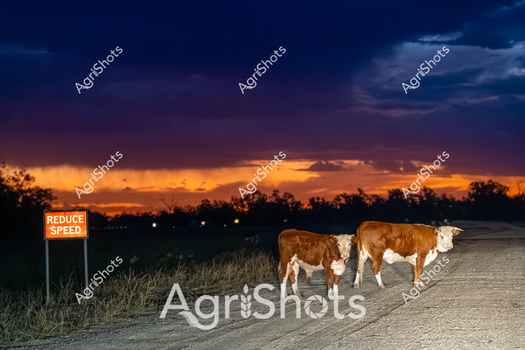 Two brown and white dairy cows stand on a dusty rural road at dusk, with a "Reduce Speed" sign prominently displayed nearby. The dramatic sunset paints the sky in vibrant orange and deep purple hues, creating a stunning backdrop of silhouetted trees and grasslands. The cows appear calm, positioned side by side on the gravel road as soft evening light illuminates their distinctive coat markings. In the background, the landscape hints at a typical Australian rural setting - open grasslands, scattered trees, and a sense of quiet remoteness. The "Reduce Speed" sign suggests this is likely a cattle property or area where livestock frequently move across roadways, highlighting the interaction between agricultural infrastructure and animal movement.
