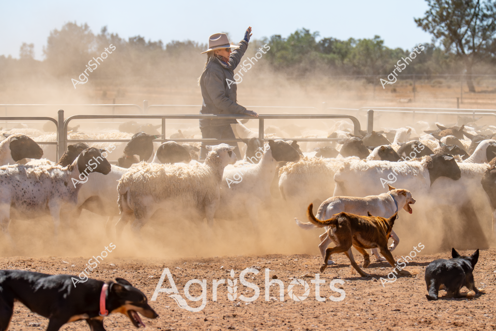 A skilled woman stockman directs a flock of white and speckled sheep during a dusty mustering operation on a dry, sun-baked paddock. Standing confidently atop a metal gate, she wears a wide-brimmed hat and gestures with an outstretched arm, guiding her working dogs who are herding the sheep. Multiple dogs - some black and others tan-colored - move swiftly around the livestock, kicking up clouds of red dust against the parched earth. The surrounding landscape features sparse trees and scrubland, typical of an Australian rural station environment during drought conditions. The intense action and swirling dust create a dynamic scene of traditional livestock management, highlighting the skill and teamwork required in mustering sheep across challenging terrain. The image captures the raw energy and practical expertise of Australian agricultural work, with the stockwoman and her dogs working in perfect synchronization to control the moving flock.