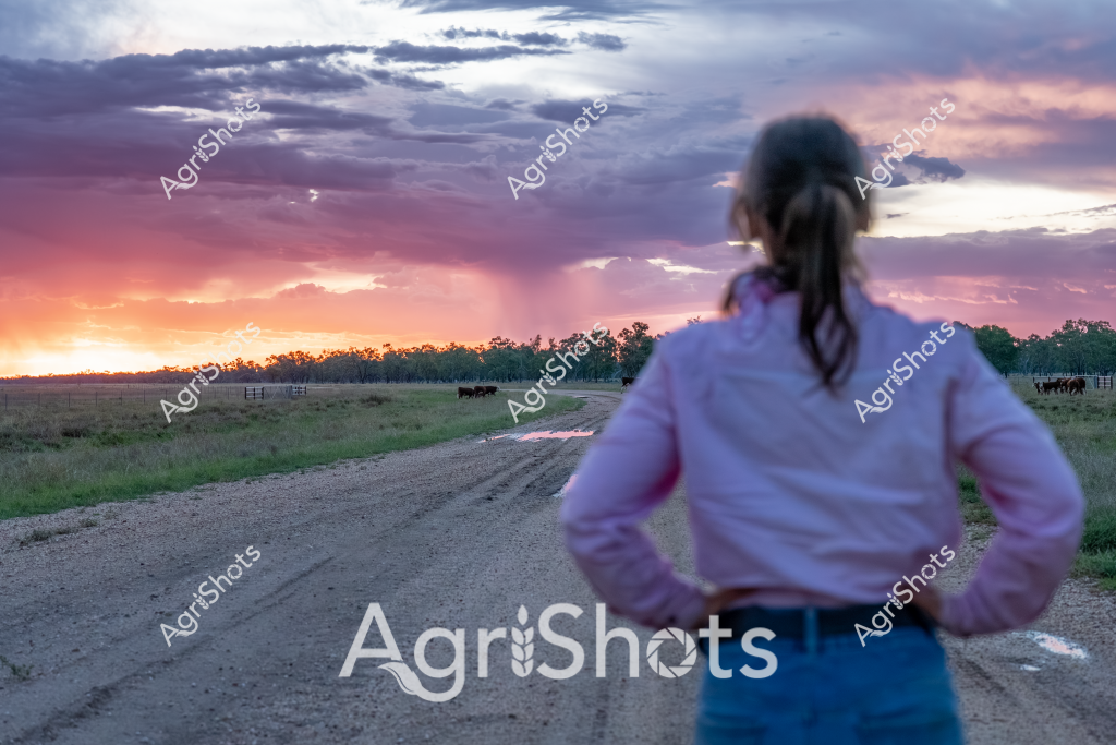 A woman farmer stands with her back to the camera, gazing across a serene rural landscape at sunset. She is wearing a light purple long-sleeved shirt and blue jeans, her hair pulled back in a ponytail. The dirt road stretches ahead, leading to a distant line of trees where a small herd of cattle graze peacefully in the background. The sky is a dramatic canvas of soft purples, oranges, and pinks, with layered clouds creating a breathtaking twilight scene that captures the tranquil beauty of Australian rural life. The fading light casts a warm glow across the grassy paddocks, highlighting the quiet moment of reflection for the woman overlooking her agricultural property.