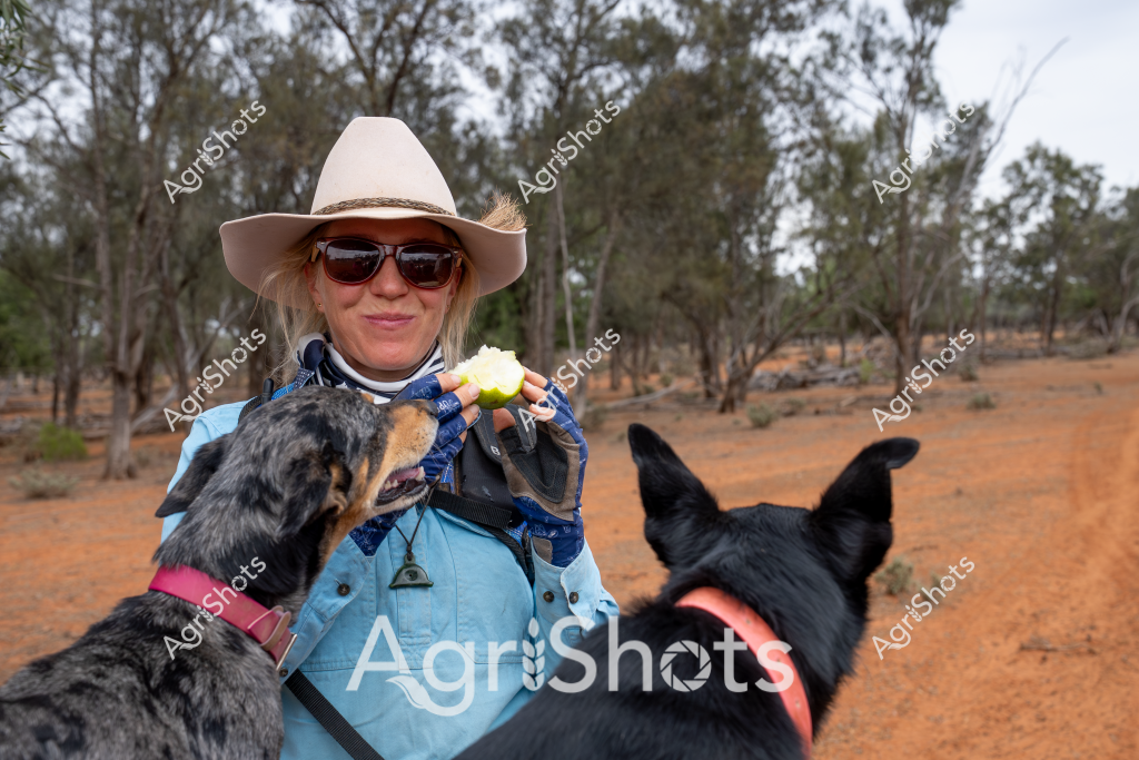 A woman stockman wearing a wide-brimmed hat and sunglasses stands in a dry, tree-lined Australian outback landscape, holding two dogs close to her. She is dressed in a light blue shirt and appears to be feeding or interacting with the dogs, one of which is a mottled grey and black color, and the other a solid black. The surrounding environment is typical of an arid rural setting, with reddish-brown soil, sparse trees, and a sense of rugged isolation characteristic of Australian pastoral regions.

The woman is holding what looks like a piece of fruit or food, suggesting she might be caring for or rewarding her working dogs. Her attire - the wide-brimmed hat, sunglasses, and practical shirt - indicates she is likely a professional working in rural agriculture, possibly managing livestock or working on a remote station.

The dogs appear to be working breeds, potentially Australian Cattle Dogs or similar herding breeds, positioned close to their handler in a way that suggests a strong working relationship. The scene captures a moment of connection between a skilled rural worker and her canine companions in the challenging Australian bush landscape.
