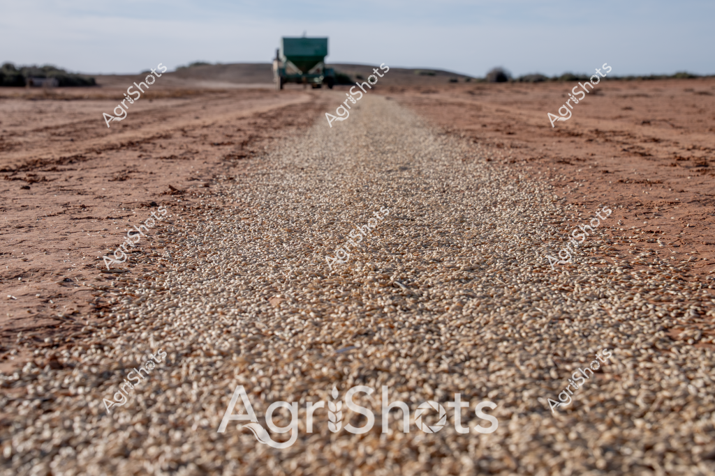 A green agricultural spreader traverses a long, narrow path of uniformly distributed gravel or seed across an arid, reddish-brown paddock landscape. The machine appears to be moving slowly, precisely dispersing its cargo in a controlled line that bisects the dry, textured terrain. The surrounding landscape consists of compacted earth in muted browns and tans, suggesting a drought-affected or semi-arid agricultural region. The horizon is flat and expansive, with a pale, overcast sky creating a sense of vastness and isolation typical of Australian rural environments. The image captures the precision of modern agricultural technology, where even in challenging environmental conditions, farmers use sophisticated equipment to manage crop planting or soil distribution with remarkable accuracy. The close-up perspective of the gravel/seed path provides a textural detail that emphasizes the methodical nature of agricultural practices in harsh landscapes.