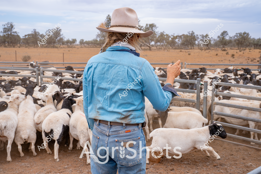 A woman stockman stands with her back to the camera, surveying a mob of black and white sheep in a dry, arid paddock. Wearing a light blue long-sleeved work shirt, faded blue jeans, and a classic Australian wide-brimmed hat, she appears to be managing the livestock in a metal stock yard. The background reveals a typical Australian rural landscape - sparse trees and golden-brown grasslands stretching to the horizon, indicating challenging drought conditions.

The sheep are tightly packed within metal fence panels, a mix of white and black woolly bodies creating a textured scene. The woman's raised hand suggests she is guiding or directing the flock, demonstrating the skilled livestock management typical of Australian agricultural practices. The dry, rocky ground and sparse vegetation underscore the harsh environmental conditions faced by farmers in this region.

Her outfit - practical and hard-wearing - speaks to the demanding nature of rural work. The wide-brimmed hat provides essential sun protection, while her blue shirt and denim jeans are standard attire for stockmen and women working with livestock across Australian stations and farms.