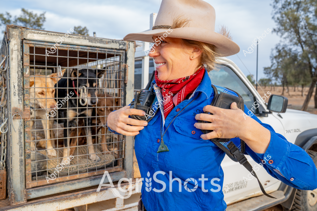 A woman in a blue jacket and red bandana, wearing a cowboy hat, stands beside a wire cage containing several dogs at what appears to be a rural property. The dogs are packed closely together in the transport crate, looking attentively toward the woman. Her wide smile and relaxed posture suggest she is a professional animal handler or veterinary worker transporting or relocating the dogs. The background reveals a white vehicle and sparse trees, indicating an arid or semi-arid Australian landscape, typical of remote regions where working dogs are essential for livestock management. Her outfit - combining practical blue workwear, a vibrant red neckerchief, and a classic Australian-style wide-brimmed hat - reflects the functional and stylish approach of rural professionals who must be prepared for varied environmental conditions.