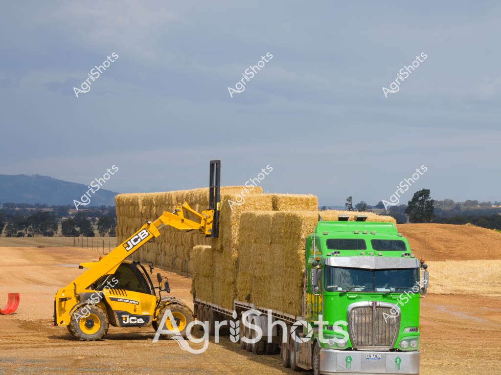 A precision agricultural scene unfolds, featuring a bright yellow JCB telescopic handler strategically positioning large rectangular hay bales next to a vibrant green truck on a dry rural landscape. The yellow machinery carefully manipulates massive golden straw bales, demonstrating modern farming equipment's capability to efficiently handle substantial agricultural loads. In the background, rolling hills and scattered trees create a classic Australian rural panorama under an overcast sky, highlighting the expansive agricultural terrain. The gleaming green truck, likely a long-haul transport vehicle, stands ready to transport the compressed hay bales, showcasing the intricate logistics of agricultural product distribution. The earthen ground appears dry and compacted, typical of rural Australian farming environments, with a golden-brown color palette reflecting the surrounding hay and landscape. This image captures the seamless intersection of heavy machinery, agricultural production, and transportation infrastructure in contemporary Australian farming operations.