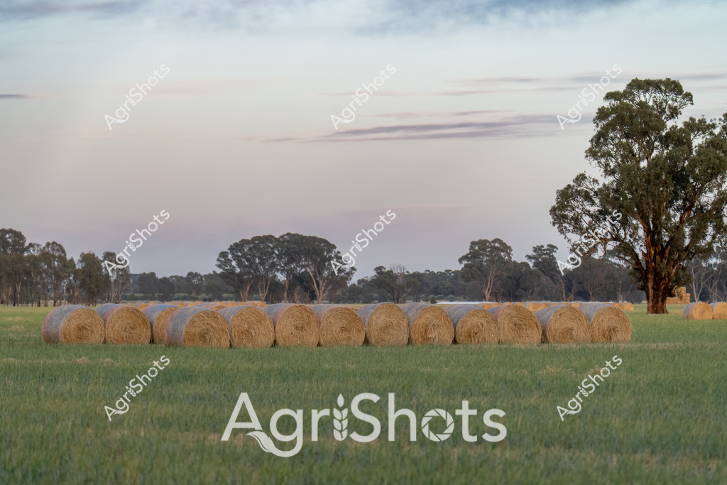 A picturesque rural landscape showcases a neat row of golden hay bales lined up in a verdant green field, capturing the essence of Australian agricultural harvest. The round bales, tightly wrapped and uniform in size, represent the successful collection of hay during what appears to be a late summer or early autumn season. Mature eucalyptus trees frame the background, creating a classic Australian rural vista with soft, muted tones in the sky suggesting early morning or evening light. The landscape stretches out with a sense of quiet productivity, with trees dotting the horizon and the neatly arranged hay bales demonstrating the precision and efficiency of modern farming practices. The soft pastel sky and lush green grass create a tranquil atmosphere that speaks to the rhythms of agricultural life in rural Australia. This scene epitomizes the careful land management and harvesting techniques used by farmers to prepare feed for livestock during drier seasons.
