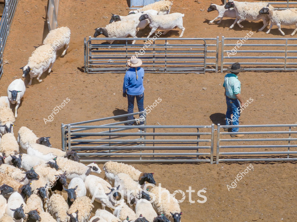 Two people are working with a flock of sheep in a dusty livestock yard, surrounded by metal cattle panels. A woman in a blue long-sleeved shirt and a man in a light blue-green shirt stand strategically positioned among numerous white and black-faced sheep, likely Merino or Dorper cross breeds. The animals are moving in small groups through the yard's metal gates and pens, suggesting a mustering or sorting operation typical of Australian sheep stations. The ground is a rich, rusty-orange dirt color, characteristic of arid or semi-arid agricultural regions, with the stark landscape highlighting the precision of the livestock management. The overhead view captures the methodical process of moving and managing sheep, demonstrating the skill and coordination required in Australian pastoral farming.