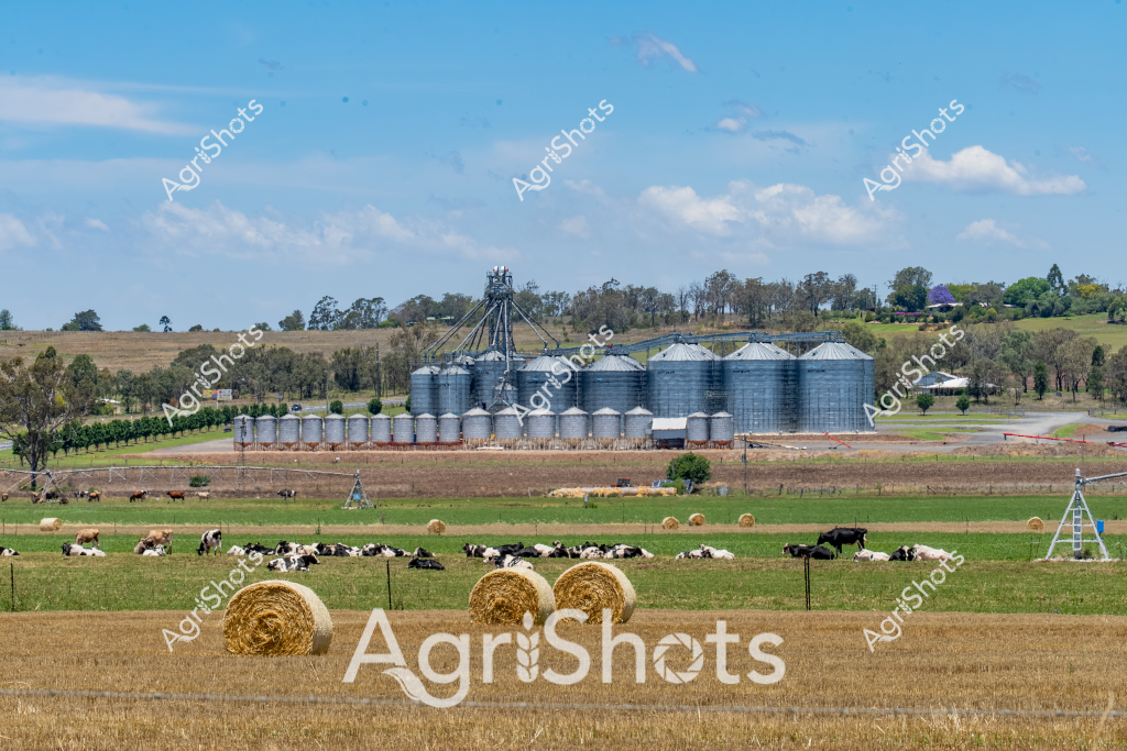 A sprawling agricultural landscape unfolds across a pastoral setting, featuring large silver grain silos and a verdant dairy pasture in the foreground. Multiple Holstein dairy cows rest and graze on a lush green field, their black and white markings creating a classic pastoral scene. Golden hay bales dot the harvested foreground, providing textural contrast to the green pastureland where the cattle are resting.

Substantial agricultural storage infrastructure dominates the midground, with a series of progressively larger steel grain silos connected by elevated walkways, representing modern farm storage capabilities. The landscape stretches into a backdrop of mixed woodland and gently rolling hills, with a clear blue sky overhead suggesting a mild, pleasant day.

The scene captures the essence of Australian agricultural productivity - combining livestock management, crop harvesting, and sophisticated grain storage infrastructure. Irrigation equipment is visible, with pivot irrigation systems extending across the paddocks, highlighting the sophisticated water management techniques used in contemporary farming.

This image represents a quintessential Australian rural landscape, showcasing the integration of livestock, crop production, and advanced agricultural infrastructure in a single, harmonious vista.