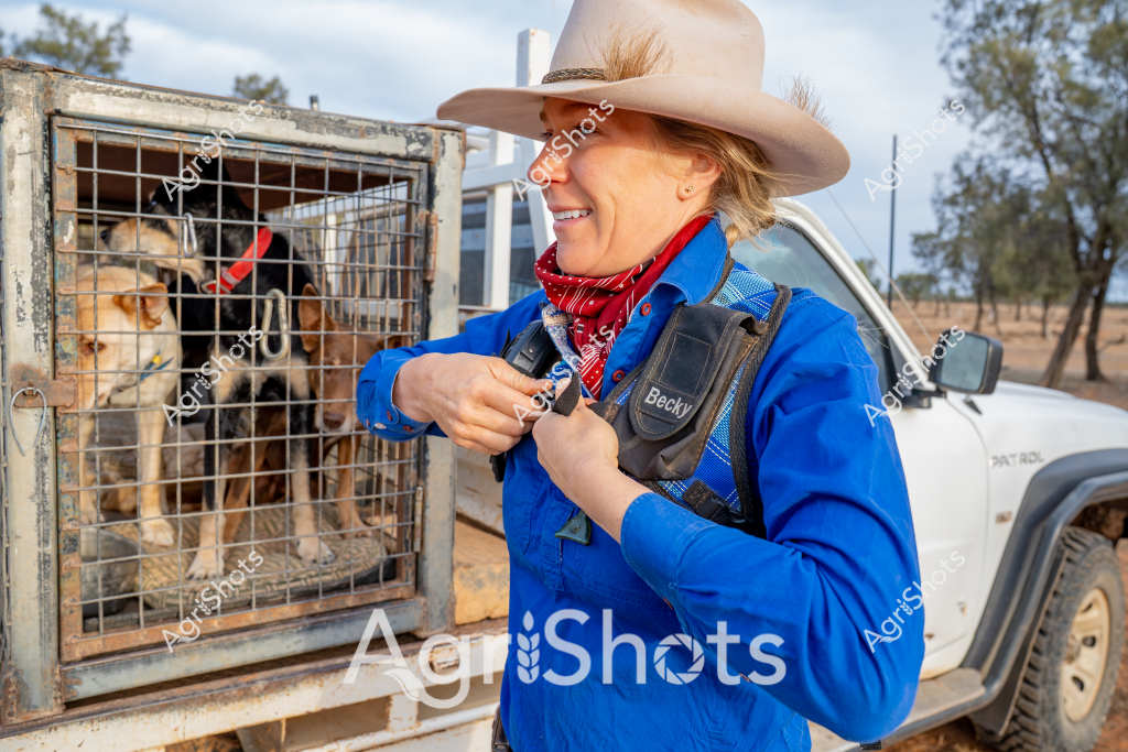 A woman in a blue jacket and wide-brimmed hat carefully handles a device while standing next to a wire cage containing several dogs. She wears a vibrant red bandana around her neck and appears to be performing an animal health or research task in an arid, rural Australian landscape. Multiple dogs are contained within the metal cage, wearing red collars, and seem calm under her professional attention. A white vehicle is partially visible in the background, suggesting this is a field veterinary or animal management operation. The environment looks dry and sparse, with scattered trees and open ground typical of an Australian outback or station setting. Her professional demeanor and specialized gear indicate she is likely a trained animal health professional or researcher working in remote conditions.