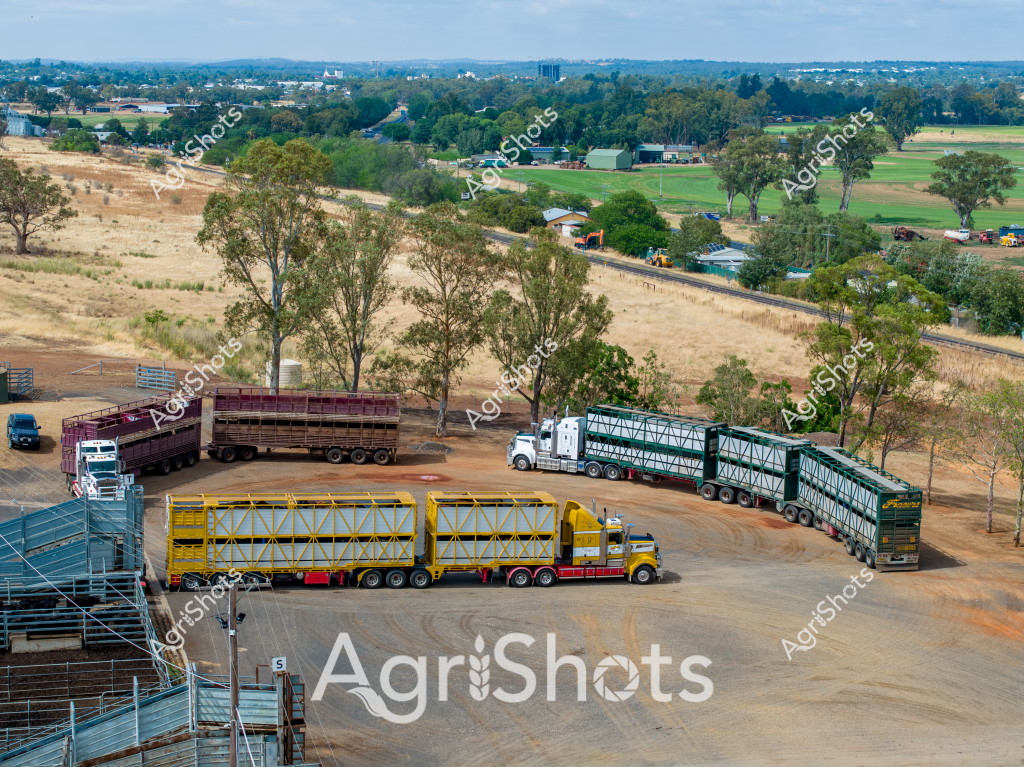 A detailed aerial view of a livestock transport depot in rural Australia, showcasing multiple large semi-trailers designed for cattle and livestock movement. The trucks feature distinctive yellow, white, and green trailers with multi-tiered livestock crates, parked on a dusty dirt yard surrounded by eucalyptus trees and expansive paddocks. The landscape reveals a patchwork of dry golden grasslands and green agricultural fields stretching to the distant horizon, with trees and rural infrastructure dotting the background. These specialized livestock transport vehicles, likely used for moving cattle between stations or to market, demonstrate the sophisticated logistics of Australia's extensive beef and livestock industry. The scene captures the scale and complexity of agricultural transportation in a typical rural Australian setting, with the multi-trailer trucks highlighting the substantial distances and specialized equipment required to move livestock across vast agricultural regions.