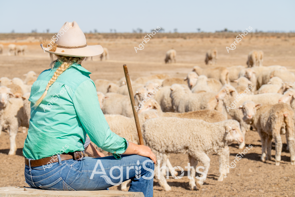 A woman shepherd sits watchfully among a large flock of merino sheep, her braided hair tucked under a wide-brimmed sun hat and her turquoise work shirt bright against the dry, golden pastoral landscape. Holding a sturdy wooden staff, she surveys the densely packed mob of woolly white sheep grazing across the arid paddock, with distant trees and shrubs marking the horizon. Her protective posture and carefully positioned location suggest years of experienced livestock management, keeping a steady eye on the herd while providing quiet oversight. The landscape speaks to the challenging conditions of Australian agricultural regions - a sun-bleached terrain where skilled shepherds and resilient merino sheep survive through generations of careful husbandry and connection to the land. The scene captures the essence of rural Australian sheep farming: patient observation, practical workwear, and the profound relationship between livestock managers and their animals in an unforgiving environment.