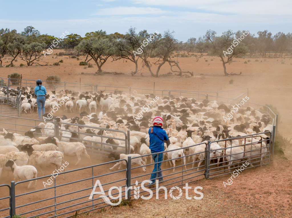 A woman stockman herds a large flock of white sheep through a dusty, arid paddock in what appears to be a remote Australian pastoral landscape. Two workers in blue jackets and jeans carefully manage the livestock through metal stock yards, surrounded by sparse eucalyptus trees and reddish-brown earth. The scene is characterized by thick dust clouds rising from the moving sheep, creating a hazy atmosphere that highlights the challenging environmental conditions of rural Australia. Sparse, wind-sculpted trees dot the background, indicating this is likely a drought-affected region with minimal vegetation. The sheep, tightly packed and predominantly white, are being systematically moved through multiple fence sections, demonstrating professional livestock management techniques. The dry, open landscape with its muted color palette of browns, greys, and dusty blues captures the resilient nature of Australian agricultural practices in harsh rural environments.