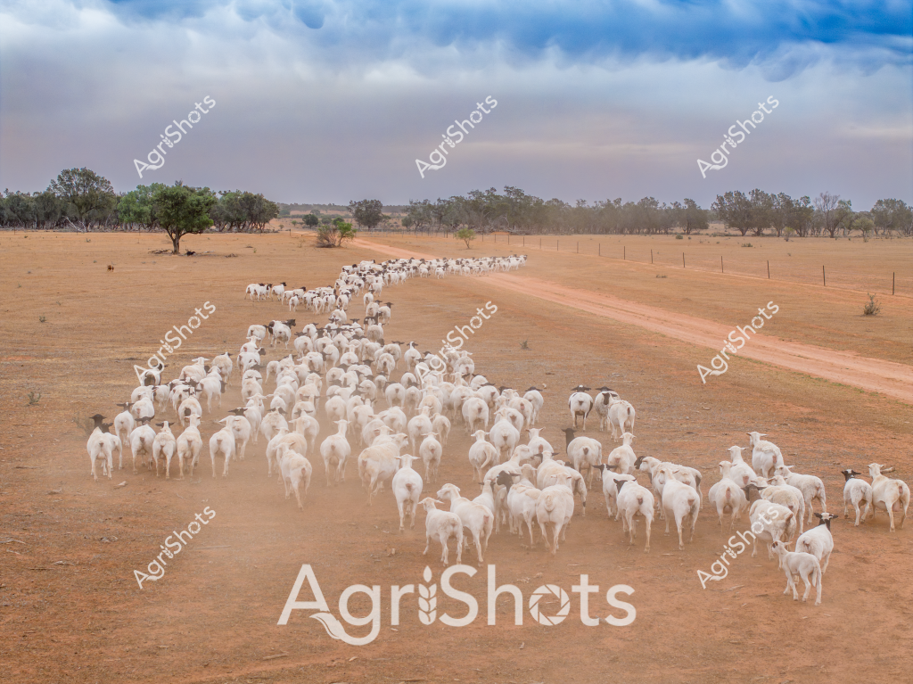 A large herd of white sheep moves across a dry, dusty paddock in what appears to be an Australian outback or pastoral landscape. The expansive terrain is characterized by sparse trees, reddish-brown earth, and a wide dirt track running alongside the flock. Scattered eucalyptus trees dot the horizon, creating a classic Australian rural scene with muted greens and browns contrasting against a cloudy sky with soft blue and gray tones.

The sheep - likely Merino or a similar white wool breed - are tightly clustered, moving in a long, winding column across the parched landscape. Their pure white coats stand out starkly against the ochre-colored ground, creating a striking visual pattern of movement and density. The dusty environment suggests challenging drought conditions typical of many Australian agricultural regions.

This image captures the essence of large-scale sheep farming in Australia, where herds are moved across vast properties to access grazing areas. The landscape speaks to the resilience of both the animals and the farmers who manage these extensive agricultural operations, navigating harsh environmental conditions with skill and determination.