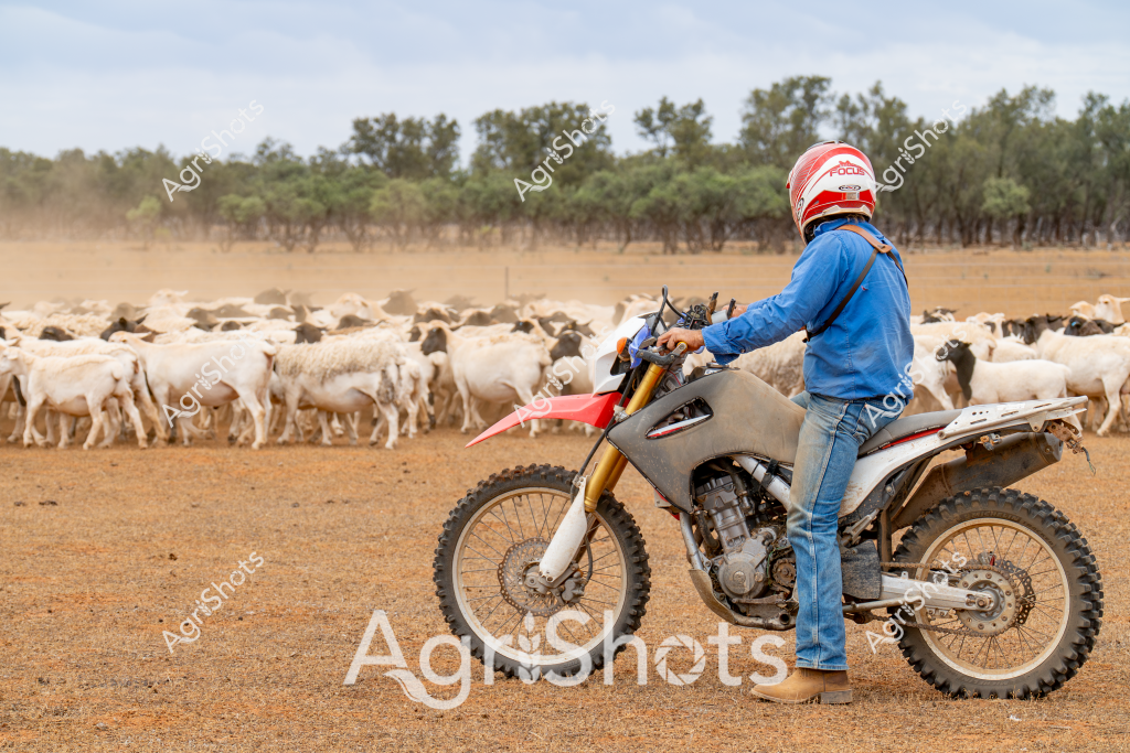 A man on a dirt bike manages a large herd of white goats in a dry, sparse landscape. Wearing a blue long-sleeved shirt, jeans, and a red and white protective helmet, the rider navigates his off-road motorcycle through the dusty paddock. A substantial mob of goats, predominantly white with some darker-colored animals, clusters together in the background, surrounded by sparse trees and scrubland. The arid environment suggests this is likely a station or large pastoral property in outback Australia, where motorcycles have become an essential tool for livestock management. The scene captures the modern approach to mustering and moving livestock, showcasing how technology and traditional farming practices intersect in rural Australian agriculture.