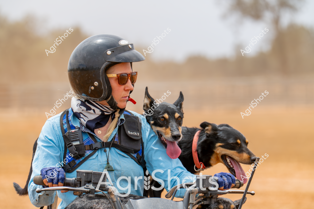 A woman in blue cycling gear and a black helmet sits on a vehicle with two Alert and energetic working dogs. She wears sunglasses and protective gloves, gripping the handlebars while traversing a dry, golden grassland environment. The two dogs - one with a pink tongue hanging out and the other alert and attentive - are securely positioned alongside her, suggesting they are part of a working team. The background shows a blurred landscape of sparse trees and arid terrain, indicating this is likely a rural or agricultural setting where the woman and her canine companions are engaged in some form of herding, monitoring, or farm management activity. Her professional equipment and confident posture suggest she is an experienced agricultural worker navigating the challenging Australian landscape.