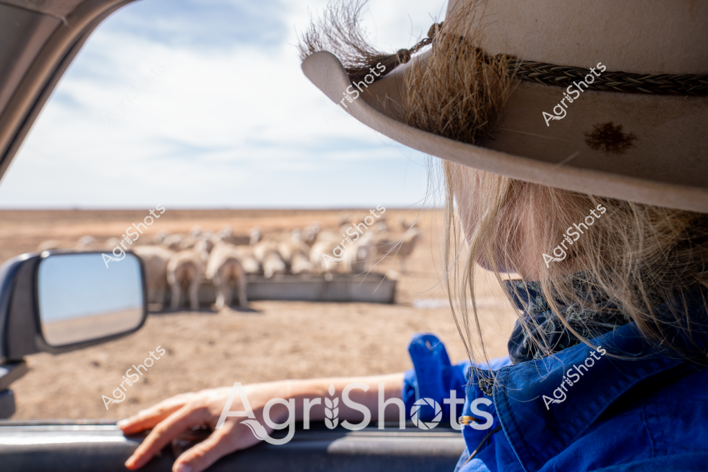 A woman stockman in a blue jacket and wide-brimmed hat looks out over a dry, expansive rural landscape, observing a flock of sheep clustered near a vehicle. The pastoral scene captures the essence of Australian sheep farming, with the arid paddock stretching to a distant horizon under a pale, hazy sky. From inside the vehicle, only part of her silhouette is visible, with stray hair wisps catching the light and her hand resting casually on the window frame. The mob of sheep appears tightly grouped, suggesting they are being moved or managed across the sparse, dusty terrain typical of inland agricultural regions. This image embodies the resilience and quiet concentration of rural Australian livestock management, showcasing the connection between a stockwoman and the flock in a challenging agricultural environment.