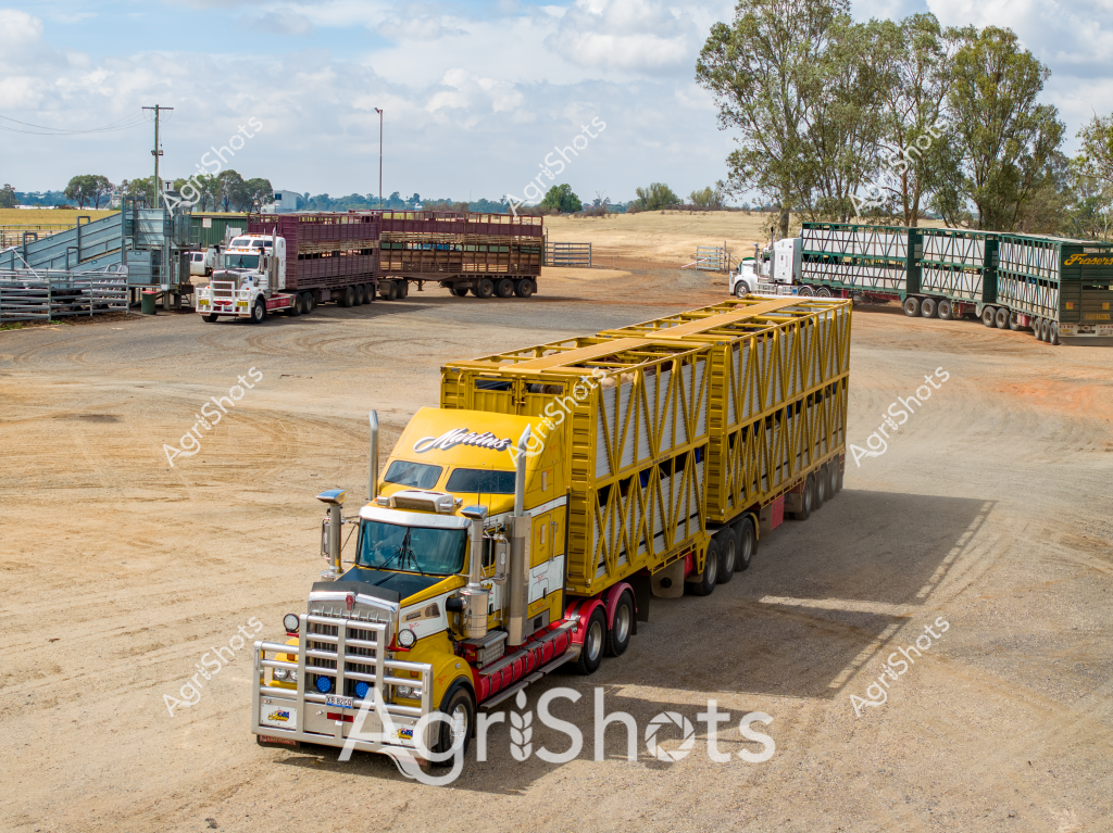 A bright yellow Roadtrain truck with an impressive multi-trailer livestock configuration dominates this rural transport yard in what appears to be an Australian agricultural setting. The heavy-duty truck, featuring a distinctive yellow cabin and robust bullbar, is hauling multiple yellow-framed stock crates designed for transporting livestock across long distances. Surrounding the truck are other similar livestock transport vehicles parked on a dusty, compacted earth yard, with eucalyptus trees and rural landscape visible in the background. Industrial livestock transportation infrastructure is evident, with loading ramps and gates positioned around the yard, highlighting the critical role of specialized trucks in moving cattle, sheep, or other farm animals across vast Australian agricultural regions. The scene captures the robust and essential nature of livestock logistics, showcasing the heavy-duty equipment required to support Australia's extensive agricultural supply chain.