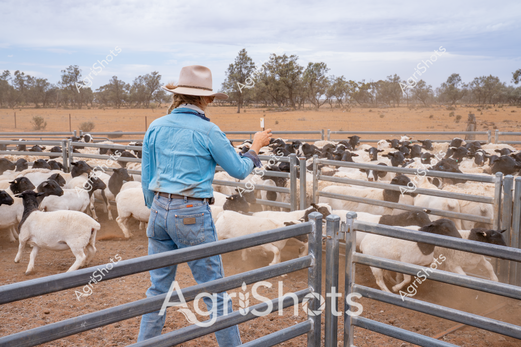 A woman stockman stands in a livestock yard, overseeing a herd of black and white goats in a dry, arid Australian landscape. Wearing a pale wide-brimmed hat, blue long-sleeved work shirt, and classic blue denim jeans, she leans against the metal livestock gates while monitoring the goats within the enclosed paddock. The surrounding environment reveals a sparse, dusty terrain with scattered eucalyptus trees in the background, typical of an inland Australian agricultural property during dry conditions. Numerous goats - a mix of white and black-colored animals - are clustered within the metal yard's fenced sections, suggesting this is likely a pastoral station in a region experiencing challenging drought conditions. The metallic gray yard infrastructure provides a structured containment for the livestock, with the woman's stance indicating careful and attentive farm management in a challenging rural environment.