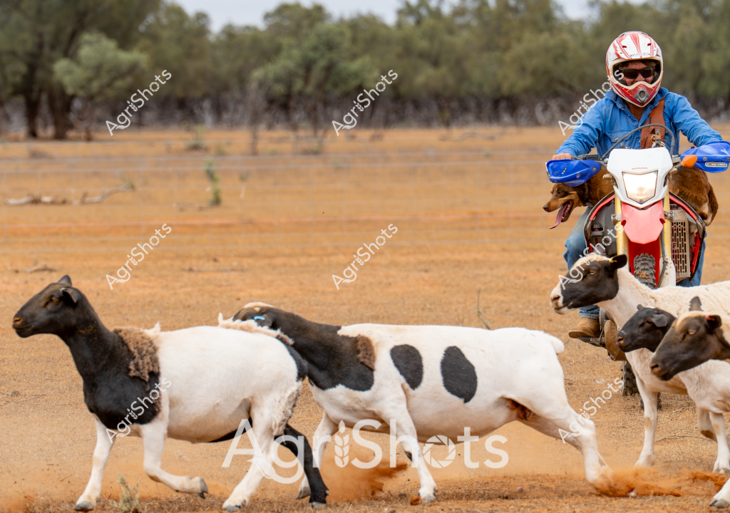 A man on a dirt motorcycle herds a small group of black and white spotted sheep across a dry, dusty rural paddock. Wearing a blue jacket and a red and white motocross helmet, the rider skillfully navigates the terrain, guiding the livestock with precision. The background features sparse eucalyptus trees and a golden-brown landscape typical of an Australian agricultural setting during a dry season. The sheep, a mix of black and white colors, move together in a tight group, demonstrating the effectiveness of motorcycle-assisted livestock management. The arid environment and the rider's protective gear highlight the challenging conditions of rural farming in Australia.

The scene captures the innovative approach to stock management, where motorcycles have replaced traditional horse-based mustering in many Australian rural properties. The dust kicked up by the motorcycle and sheep's movement adds a dynamic texture to the image, emphasizing the action and movement inherent in rural agricultural practices.