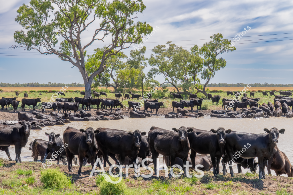 A large herd of black Angus cattle congregates around a waterhole, seeking relief from the heat on a sprawling Australian cattle station. The animals cluster densely both in and around the water, with some standing on the muddy banks while others completely submerge themselves. Mature cows and younger calves mix together, creating a tight-knit group that demonstrates typical herd behavior in a semi-arid pastoral landscape. Gnarled eucalyptus trees provide sparse shade in the background, their twisted branches silhouetted against a pale sky with wispy clouds. The landscape suggests a northern Australian setting, likely in Queensland or the Northern Territory, where cattle stations can span thousands of hectares. The waterhole appears to be a critical resource, with the black cattle using it to cool down and stay hydrated in what looks like a hot, dry environment typical of extensive grazing operations.