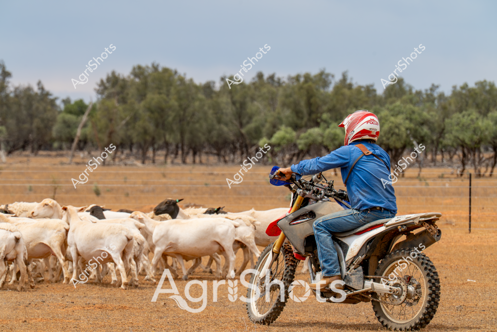 A man on a dirt bike carefully herds a flock of white sheep across a dry, golden paddock with scattered trees in the background. Wearing a blue long-sleeved shirt and a red and white helmet, the rider uses the motorcycle to guide the compact group of sheep, which appear to be predominantly light-colored with a few dark-marked animals mixed in. The landscape suggests an arid Australian rural setting, with sparse vegetation and a muted color palette of browns and greens. The dirt bike serves as a modern tool for livestock management, allowing the rider to efficiently move and control the sheep across the open terrain. This scene captures the essence of Australian pastoral farming, where technology and traditional livestock management techniques converge in the challenging outback environment.