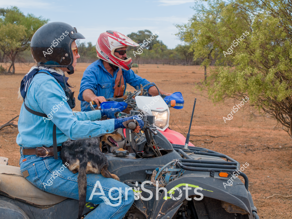 Two men on an all-terrain vehicle (ATV) traverse a dry, arid landscape with sparse trees and reddish-brown soil, typical of Australia's rural interior. One man wears a black helmet and a light blue long-sleeved shirt, while the other sports a red and white racing-style helmet and a blue work shirt. A small dark-colored dog sits on the ATV between them, suggesting this is a working vehicle used for farm or station duties. 

The rugged quad bike is equipped with additional storage racks and appears to be a robust model designed for challenging outback terrain. Protective gear like helmets and sturdy denim jeans indicate the serious approach to safety when navigating rough rural landscapes. The surrounding environment shows scattered acacia or eucalyptus trees, with a dry, dusty ground that hints at challenging environmental conditions typical of Australian agricultural regions.

The scene captures the resilience and practical nature of rural workers, using specialized equipment to traverse vast, challenging landscapes in what seems to be a remote agricultural setting during what appears to be a dry season or drought-affected period.