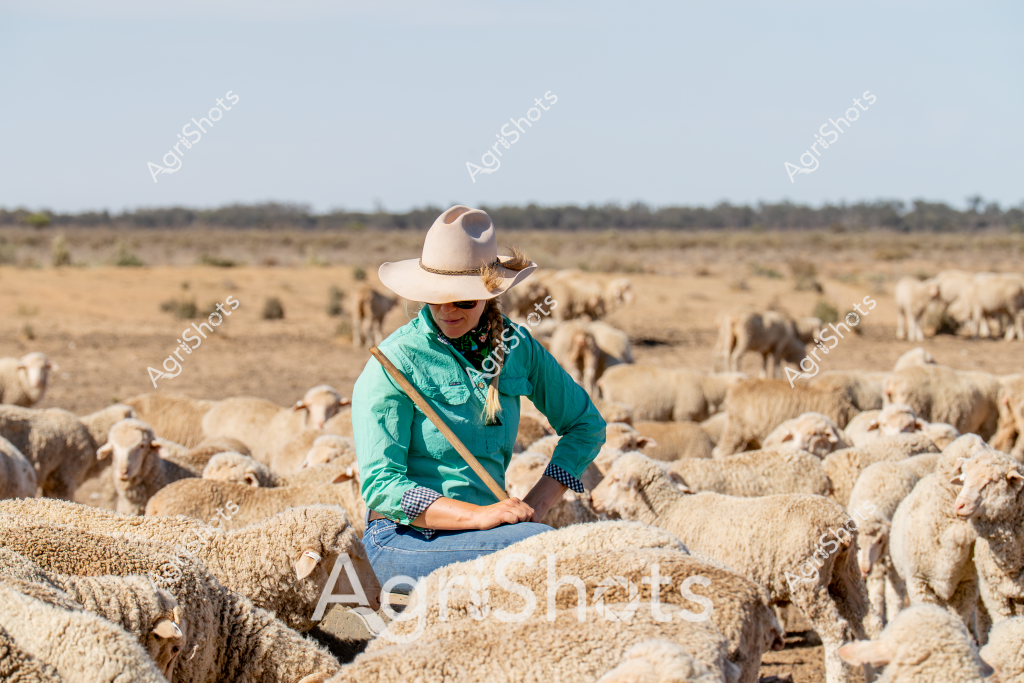 A woman shepherd sits among a large flock of Merino sheep in a dry, expansive Australian pastoral landscape. Wearing a wide-brimmed sun hat and a vibrant turquoise work shirt, she rests on a rocky outcrop surrounded by woolly white sheep that stretch across the golden-brown grasslands. The sparse, arid environment typical of Australian sheep country extends to the distant tree line, with a muted blue sky overhead suggesting the harsh midday heat. Her green shirt provides a striking contrast against the neutral tones of the landscape, while a wooden staff rests beside her, indicating her traditional shepherding role. The dense flock of Merino sheep, prized for their fine wool, demonstrates the resilience of both the livestock and the livestock manager in this challenging rural environment.

The scene captures the essence of Australian sheep farming - a solitary figure managing a substantial flock in a vast, unforgiving landscape that requires skill, patience, and deep connection to the land and animals.