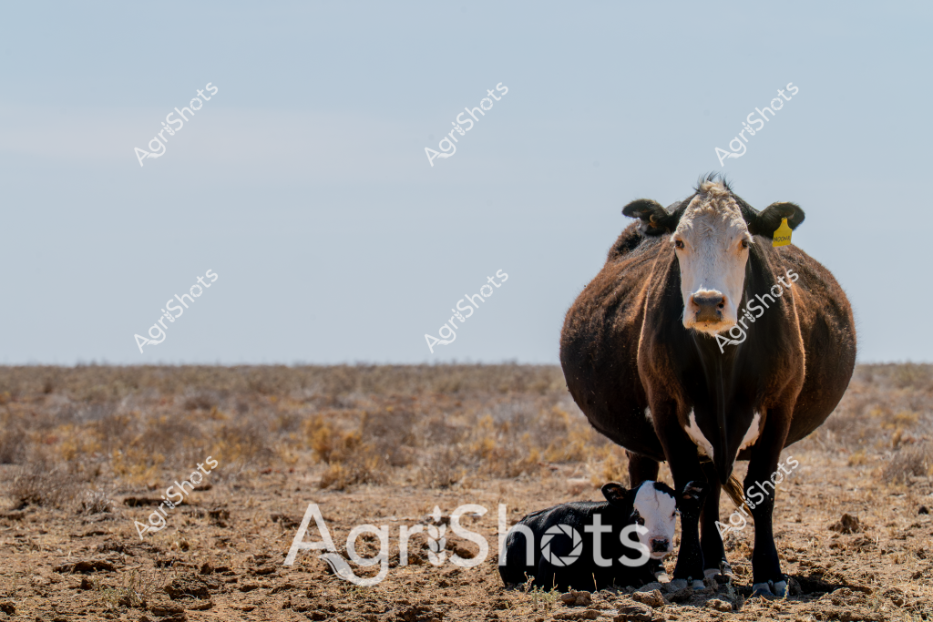 A robust beef cow stands confidently on a dry, sparse paddock, with her newborn black and white calf nestled beside her. The mature cow, likely a Angus or Angus-cross breed, wears a yellow ear tag and displays a sturdy, well-developed physique typical of Australian beef cattle. The landscape is characteristically arid, with brown, sparse vegetation and a flat horizon stretching to a pale blue sky, suggesting a challenging drought-affected environment.

The cow's protective stance and close proximity to her calf indicate the strong maternal instincts critical for survival in harsh agricultural conditions. Her rich dark brown coat contrasts against the pale, dusty ground, highlighting the resilience of livestock in Australian agricultural settings. The image captures the essence of pastoral farming - where animals must be hardy and adaptable to survive in challenging terrain.

This scene represents the realities of cattle farming in Australia's more marginal grazing lands, where animals must be tough and farmers must be strategic in managing livestock through difficult environmental conditions. The proximity of the mother and calf demonstrates the ongoing cycle of agricultural production and the fundamental relationship between farmers and their herds.
