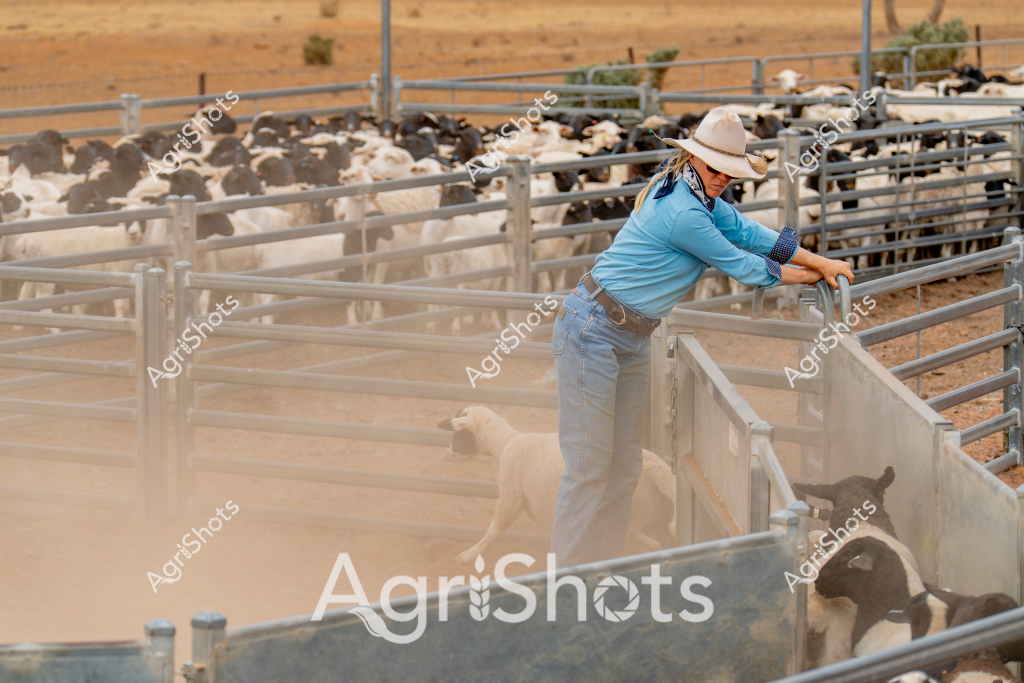 A woman stockman in a blue long-sleeved shirt, light-colored cowboy hat, and blue jeans works within a dusty livestock yard, managing a pen of sheep. Multiple groups of sheep - some white and some dark-colored - are corralled in metal livestock gates and fencing. The surrounding landscape appears dry and arid, with sparse vegetation and sandy ground, typical of an Australian rural or outback setting. The stockwoman is leaning over a metal gate, carefully managing the sheep movement, demonstrating skilled and precise livestock handling techniques. Dust rises around her feet, creating a textural element that emphasizes the dynamic agricultural environment and the physical nature of farm work. The scene captures the essential role of experienced livestock managers in Australian agricultural operations, highlighting the challenging yet critical work of managing herds in demanding environmental conditions.