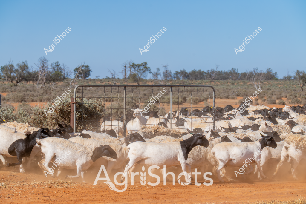 A large flock of white and black sheep crowds around a wire gate in a dusty, arid landscape typical of Australian outback stations. The mixed mob of sheep - likely a combination of Merino and potentially Black Dorper breeds - are kicking up red soil and fine dust as they move, creating a dynamic scene of rural agricultural activity. Sparse eucalyptus trees and low scrubland stretch across the background, with a clear blue sky overhead indicating a dry, hot day. The wire gate and surrounding fence suggest controlled livestock movement, a critical management technique in extensive grazing operations across remote Australian pastoral regions. The sheep's compact clustering and the surrounding landscape highlight the challenging environmental conditions of inland Australia, where careful stock management is essential for livestock survival and agricultural productivity.