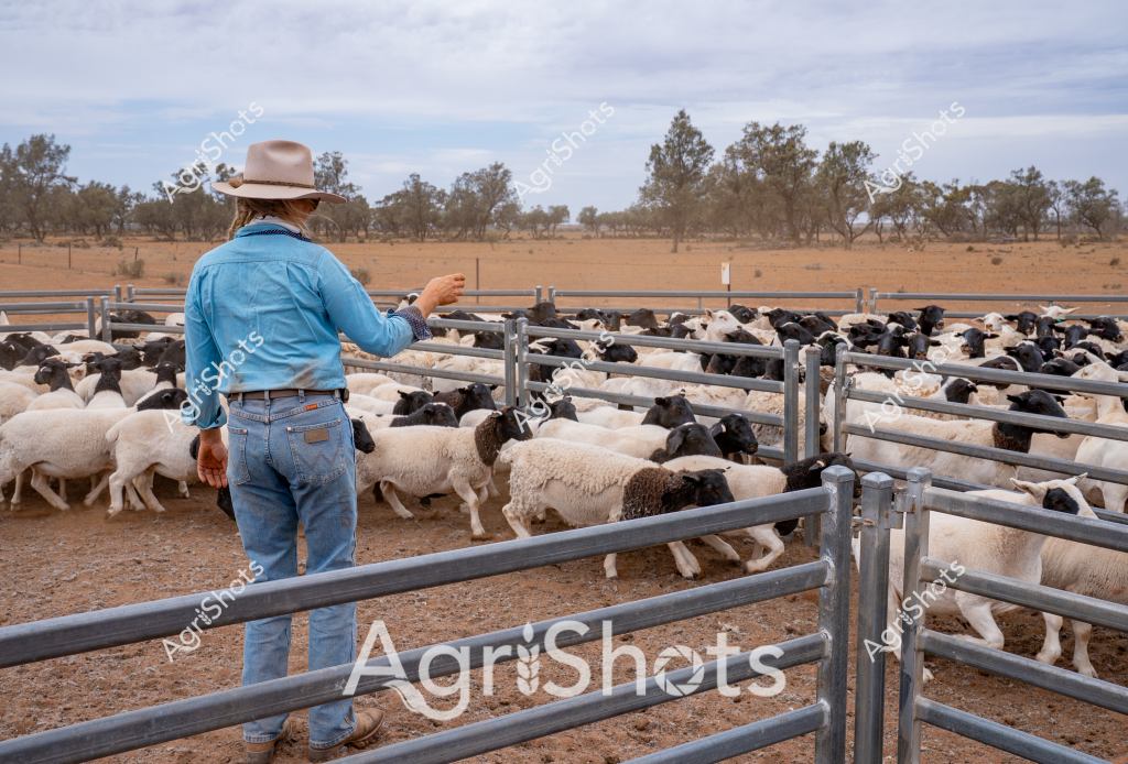 A man stockman stands in a dry, arid landscape, overseeing a large flock of black and white sheep within a metal livestock yard. Wearing a light blue long-sleeved shirt, faded blue jeans, and a wide-brimmed tan hat, he appears to be managing the mob of sheep in what looks like a typical Australian outback setting. Sparse eucalyptus trees dot the background, highlighting the sparse, golden-brown landscape that speaks to the challenging drought conditions of the region.

The sheep - a mix of white and black-faced breeds, likely Dorper or Suffolk cross - are tightly packed within the steel paneled yards, creating a dense cluster of woolly bodies. The ground is dry and compacted, with minimal vegetation, emphasizing the harsh environmental conditions. The stockman's posture suggests careful observation and management, with one arm raised, potentially signaling or directing the movement of the livestock.

This image captures the resilience of Australian agriculture, showcasing how farmers adapt to challenging landscapes and maintain the livestock operations under difficult environmental conditions. The scene epitomizes the daily work of a rural stockman, managing sheep in the unforgiving Australian interior.