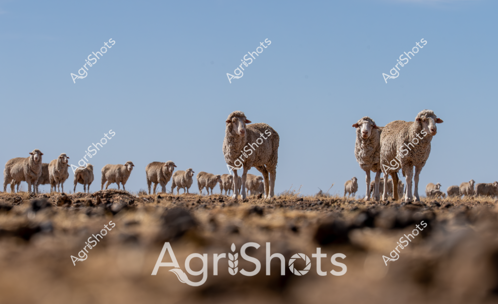 A flock of merino sheep stand confidently across a dry, rocky landscape under a clear blue sky. Several woolly sheep are positioned prominently in the foreground, with their dense, beige-colored fleece creating a textural contrast against the rugged ground. More sheep spread out behind them, creating a sense of depth and scale typical of Australian pastoral scenes. The animals appear alert, with some standing tall and others grazing, showcasing the hardy nature of merino sheep in challenging outback conditions. The low perspective emphasizes the sheep's robust form, with their muscular legs standing firmly on the weathered, stony terrain. This image captures the essence of Australian sheep farming - resilient animals adapted to harsh, arid environments that characterize much of the continent's agricultural landscape.