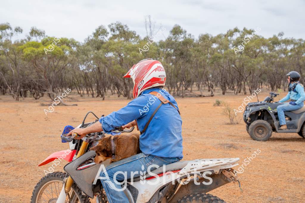 A man on a dirt bike navigates through a dry, open bushland setting, with a goat riding along in front of him. Wearing a red and white helmet and a blue long-sleeved shirt, the rider is seated on a red and white dirt bike with knobby off-road tires. In the background, another person can be seen operating an all-terrain vehicle (ATV) across the arid landscape. 

The environment is classic Australian outback - sparse eucalyptus trees scattered across a reddish-brown earth paddock, with dry ground and minimal ground cover indicating challenging drought or dry seasonal conditions. The rider is transporting the goat, likely moving it between paddocks or assisting with farm management tasks.

The scene captures the rugged nature of rural Australian agricultural work, where versatile vehicles and adaptable farming practices are essential for managing livestock and navigating challenging terrain. The dirt bike provides mobility across uneven ground, demonstrating the practical and innovative approach to farm transportation in remote agricultural settings.