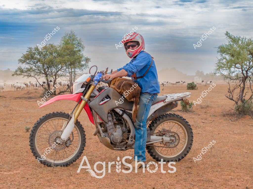 A man on a dirt bike rides through a dry, dusty pastoral landscape with a herd of cattle grazing in the background. Wearing a red and white motocross helmet, blue shirt, and jeans, he navigates a red and white dirt bike across the arid terrain. Sparse trees and shrubs dot the reddish-brown landscape, creating a classic Australian outback scene. The rider appears to be a stockman or farm worker moving across a large cattle station, with a group of light-colored cattle visible in the distance. The sky is overcast with layers of cloudy gray and blue, suggesting the challenging environmental conditions typical of rural Australian grazing lands. The knobby off-road tires of the motorcycle are well-suited to traversing the rough, dry ground, highlighting the essential role of robust transportation in managing large agricultural properties.