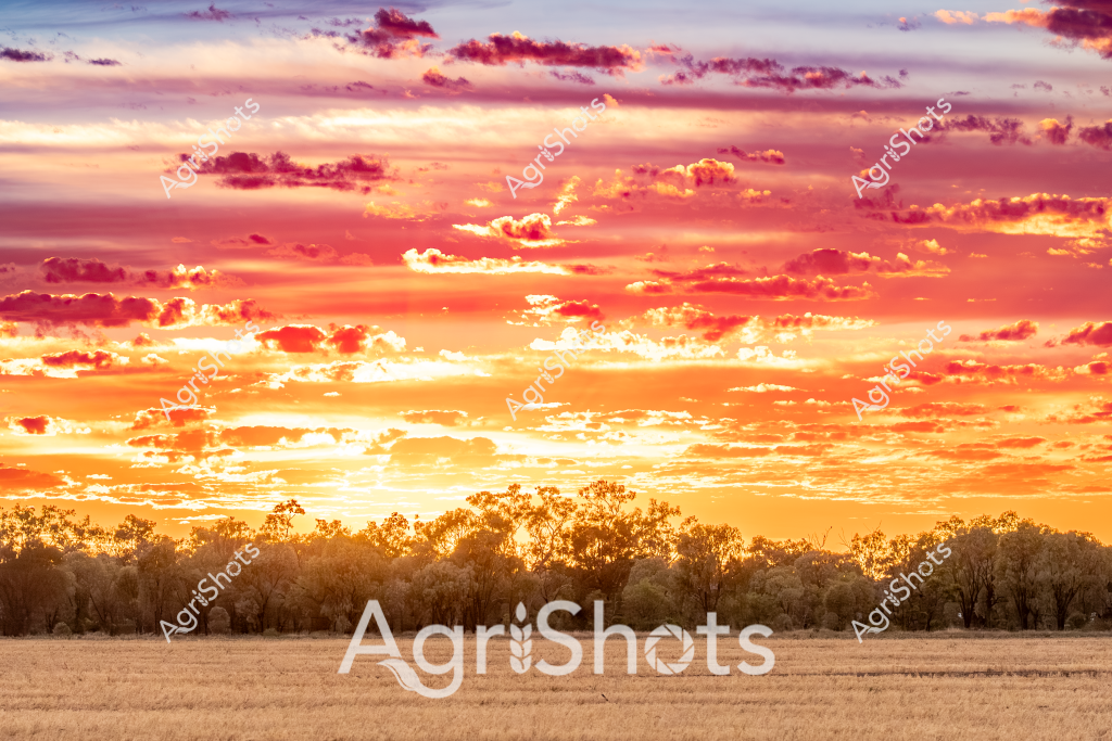 A spectacular Australian rural sunset illuminates the landscape with an extraordinary canvas of vibrant orange, golden, and deep crimson clouds. The expansive sky blazes with dramatic layers of clouds, their edges backlit and glowing against a warm, luminous backdrop. A line of silhouetted eucalyptus trees forms a dark horizon across a dry, golden wheat or pasture paddock in the foreground, creating a classic Australian agricultural landscape scene. The dramatic cloudscape suggests this is either an early evening or dawn moment, with the sun casting incredible light and texture across the sky. The landscape captures the quintessential beauty of the Australian rural environment - vast, open spaces where sky and land merge in breathtaking harmony, showcasing the raw, untamed beauty of the agricultural heartland.