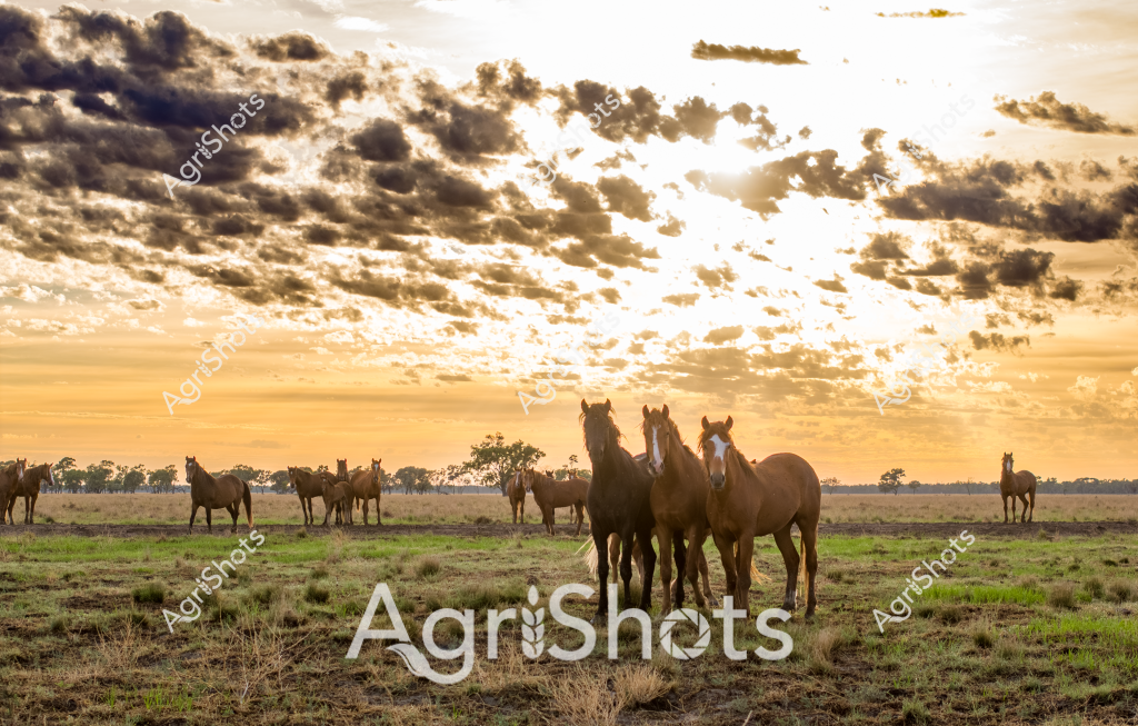 A stunning pastoral scene captures a herd of horses grazing on a golden grassland at sunset. Several horses stand together in the foreground, their muscular forms silhouetted against a dramatic sky filled with brooding clouds and warm amber light. The landscape stretches out to a distant treeline, with horses scattered across the grassy paddock, creating a sense of peaceful rural tranquility. Soft green and brown tones of the pasture contrast beautifully with the rich golden-yellow sky, while the clouds create a textured backdrop that adds depth and drama to the composition. The late afternoon light bathes the horses in a warm glow, highlighting their sleek coats and creating long shadows across the uneven ground. This image captures the quintessential Australian rural landscape, showcasing the beauty of horses in their natural environment during the magical golden hour.