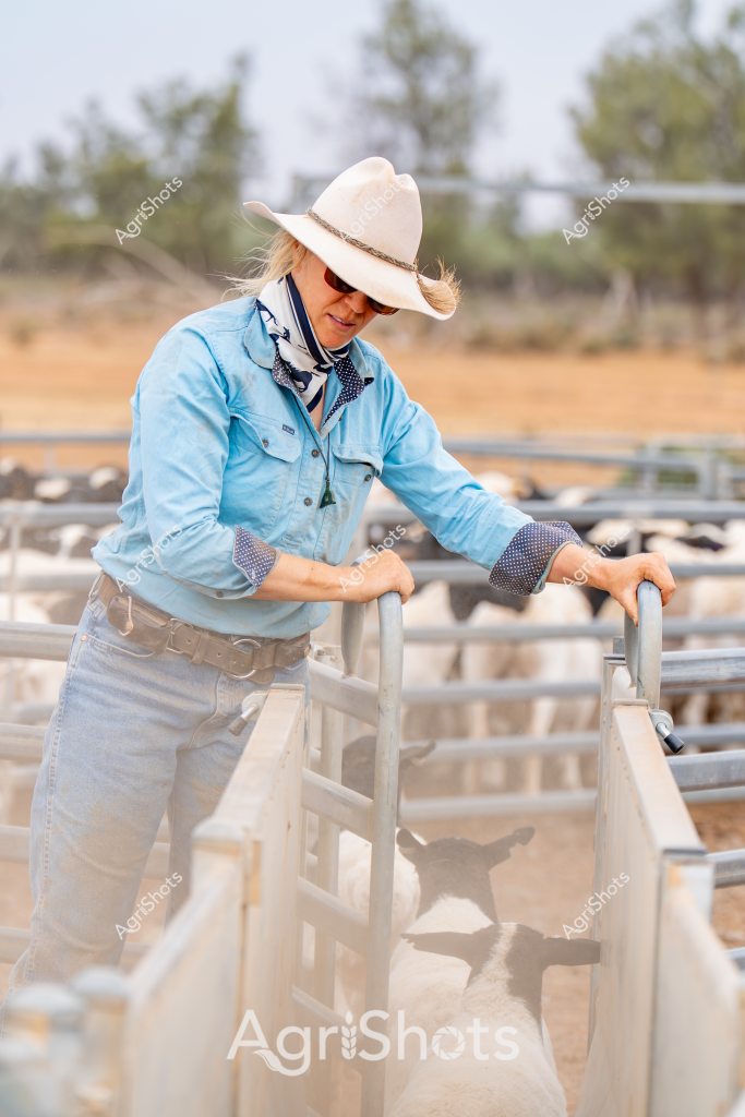 A woman stockman in classic rural workwear stands at a livestock yard, managing sheep in a dusty paddock setting. Wearing a crisp light blue chambray workshirt with rolled navy-trimmed sleeves, white cowboy hat, and a patterned neck scarf, she leans confidently on the metal yard gates. The background reveals a typical Australian rural landscape with sparse trees and dry golden grasslands, indicating it's likely during a dry season or late summer. Her posture suggests experience and practiced skill in handling livestock, with the metal yard gates and fencing indicating a professional approach to stock management. The scene captures the quintessential Australian agricultural work environment - rugged, practical, and focused on livestock handling in challenging terrain.

The image embodies the resilience and expertise of rural workers, particularly women who play crucial roles in Australian agricultural operations. Her attire and stance speak to generations of farming knowledge, blending traditional stockman skills with contemporary agricultural practices.