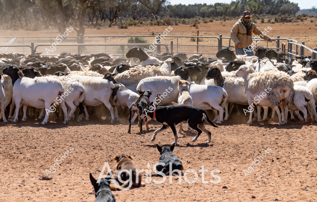 A skilled stockman and his working dogs expertly muster a large flock of white and dark-colored sheep in a dusty livestock yard in the Australian outback. Multiple black and tan Kelpie dogs move strategically around the densely packed sheep, guiding and controlling their movement within the metal yard gates. The dry, reddish-brown earth kicks up clouds of dust as the dogs weave between the sheep, demonstrating the precision and skill of Australian working dogs in managing livestock. A man in a tan work jacket stands on an elevated section of the yard, overseeing the mustering operation. The harsh, arid landscape with scattered trees in the background suggests this is a remote pastoral station in central or western Australia, typical of the challenging environments where sheep farming takes place. The scene captures the essential partnership between human, dog, and livestock that defines Australian agricultural practice.