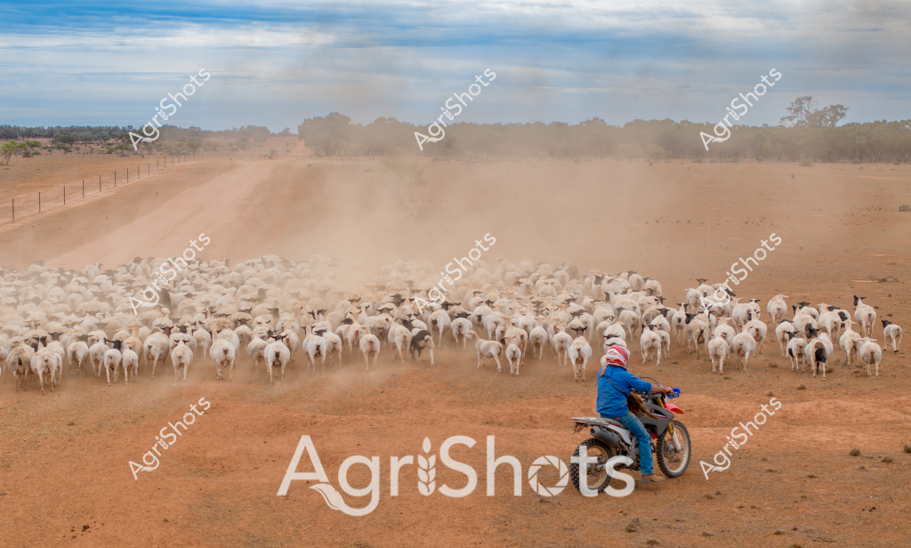 A man on a trail bike herds a large mob of white sheep across a dusty, arid landscape in what appears to be an expansive Australian pastoral setting. The rider, wearing a blue jacket and red cap, guides hundreds of sheep through a dry, reddish-brown paddock with sparse vegetation and a distant tree line. Clouds of ochre-colored dust rise behind the moving flock, creating a dramatic atmosphere that highlights the challenging environmental conditions. A fence line stretches into the distance, defining the property's boundary and adding perspective to the wide-open agricultural landscape. The image captures the essence of Australian sheep farming - a solitary stockman using modern transportation to muster livestock across a seemingly endless terrain, demonstrating the adaptability and resilience of rural agricultural practices.

The scene powerfully illustrates the harsh beauty of Australian rangelands, where livestock management requires skill, determination, and the ability to work effectively in demanding environmental conditions. The motorcycle provides a nimble and efficient method of moving sheep, replacing traditional horse-based mustering with a more modern approach to rural work.