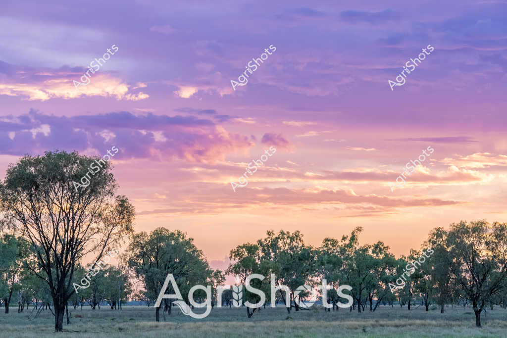 A stunning rural landscape captures the ethereal beauty of an Australian sunrise, with soft purple and pink hues painting the sky above a sparse eucalyptus woodland. Delicate trees with slender trunks are scattered across a frosty grassland, their silhouettes stark against the pastel-colored dawn. The landscape appears to be in a temperate region, possibly in southeastern Australia, with a crisp early morning atmosphere suggesting the cool transition between winter and spring. Soft light filters through wispy clouds, creating a gradient of lavender, salmon, and pale gold that illuminates the frosty ground and bare tree branches. The scene evokes a sense of quiet solitude and the raw, untouched beauty of the Australian bush, where the landscape seems to breathe with subtle, understated elegance.