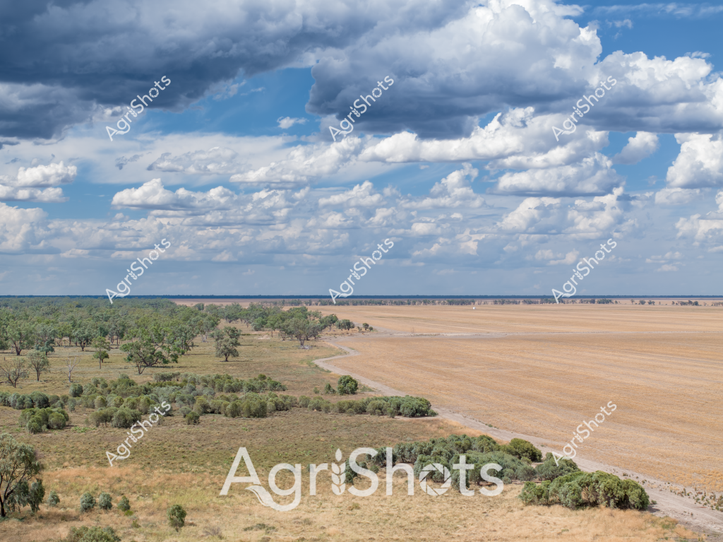 A sweeping rural landscape unfolds under a dramatic cloudy sky, showcasing the expansive agricultural terrain of inland Australia. The scene is characterized by a broad vista of golden-brown harvested fields contrasting with scattered green eucalyptus woodland areas. A winding dirt track separates the different land zones, creating a natural boundary between cleared farming country and native bushland. Fluffy white and dark grey clouds build dramatically across the blue sky, suggesting potential approaching weather and the dynamic atmospheric conditions typical of Australian agricultural regions.

The landscape appears to be in a dry season, with the golden-brown fields indicating recent harvesting or drought-affected terrain. Sparse trees are scattered across the grasslands, providing occasional points of green and structural interest in the otherwise open landscape. The horizon stretches far into the distance, demonstrating the immense scale of Australian agricultural properties and the wide-open spaces of the rural interior.

This image captures the essence of Australian dryland farming - a challenging environment where agriculture meets natural landscape, revealing the resilience and adaptability of rural farming systems in managing harsh environmental conditions.