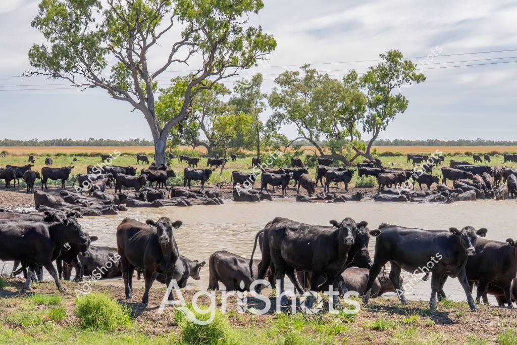A large herd of black Angus cattle congregates around a water dam on a rural Australian property. The cattle stand both in and around the muddy water, seeking relief from the heat and maintaining hydration. Gnarled eucalyptus trees provide scattered shade across the expansive grassland paddock, with power lines visible in the distant background. The landscape appears typical of a Queensland or Northern Territory cattle station, with wide-open grazing lands and sparse tree coverage. Most of the cattle are adult cows and calves, tightly clustered around the water source, displaying typical herd behavior during the dry season. The image captures the resilience of Australian beef cattle in managing harsh rural environments, showcasing their adaptation to challenging agricultural conditions.

The scene represents a classic moment in Australian cattle management, where access to water is critical for livestock survival. The black Angus breed, known for its hardiness, demonstrates remarkable heat tolerance in this arid landscape. The muddy dam and surrounding grasslands tell a story of survival and agricultural sustainability in Australia's challenging rural terrain.