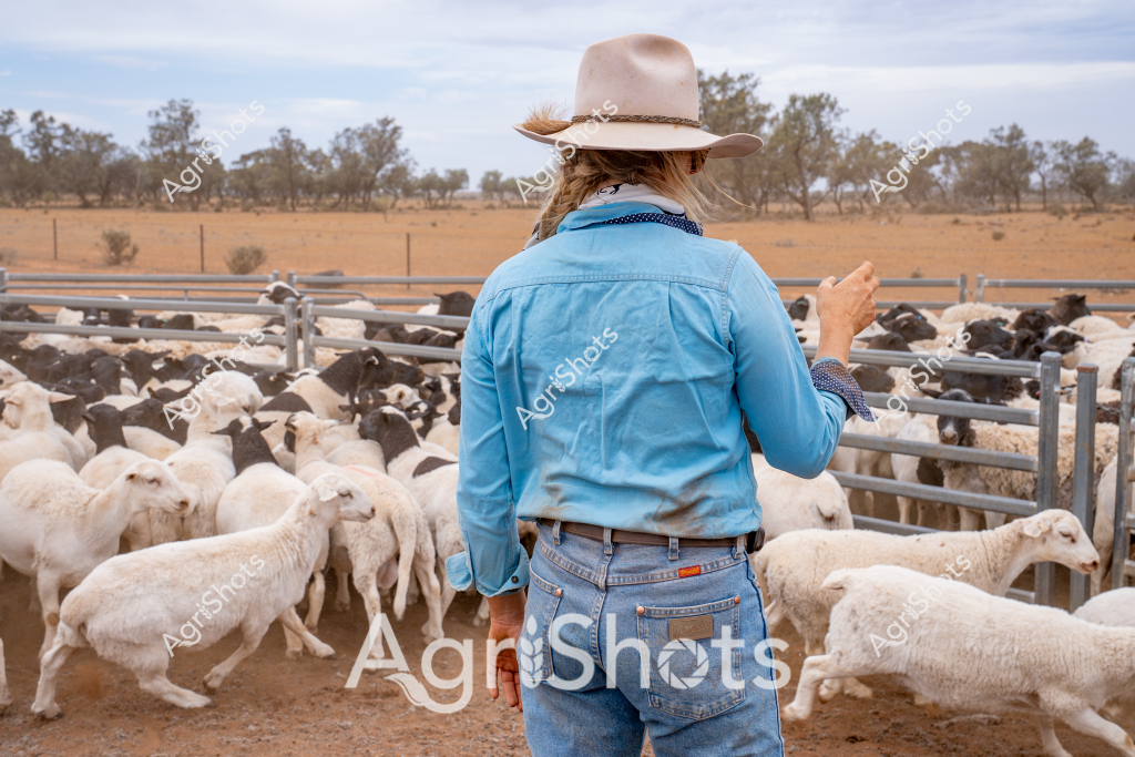 A woman stockman stands with her back to the camera, surveying a mob of white and black sheep in a dry, dusty paddock. Wearing a wide-brimmed tan Akubra hat, a crisp blue long-sleeved shirt, and well-worn denim jeans, she gestures with one hand while managing a flock of sheep within a metal livestock yard. The surrounding landscape is typical of an Australian pastoral setting - sparse eucalyptus trees dot the golden-brown horizon, and a wire fence stretches across the arid background. The sheep, a mix of white and darker-colored animals, are tightly clustered within the metal yard, reflecting the careful management of livestock in a challenging rural environment. The scene captures the essence of Australian agricultural work - a skilled stockwoman managing the flock under big open skies, demonstrating the resilience and expertise required in outback farming.