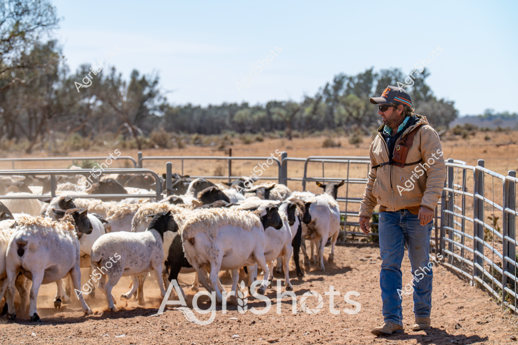 A man stockman stands beside a group of black and white sheep in a dry, dusty paddock with metal livestock gates. The livestock appear to be Dorper or Damara cross-breed sheep, clustered tightly within the fenced yard under the bright Australian midday sun. The stockman wears a brown jacket, blue jeans, sunglasses, and a baseball cap, suggesting he is monitoring the flock during mustering or yard preparation. Sparse eucalyptus trees line the background, creating a typical Australian pastoral landscape with golden-brown ground and clear blue skies. The scene captures the essential relationship between livestock management and the challenging dry environment of rural Australia, with the stockman's careful observation highlighting the skill required in agricultural work.