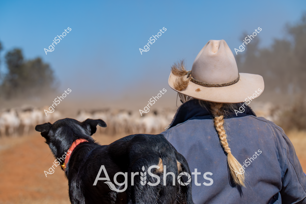 A woman stockman stands in a dusty rural landscape, wearing a light-colored wide-brimmed hat and blue jacket, with a black working dog beside her. In the background, a large herd of white sheep spreads across the dry paddock, creating a soft, misty horizon line. The woman's braided hair hangs down her back, and she and her dog appear to be quietly overseeing the livestock movement. The scene captures the quintessential Australian pastoral landscape - a sun-drenched field with sparse trees in the distance, highlighting the expansive nature of rural livestock management. The black dog, wearing a red collar, stands attentively beside the stockwoman, suggesting a close working relationship typical of Australian farm animal handling.