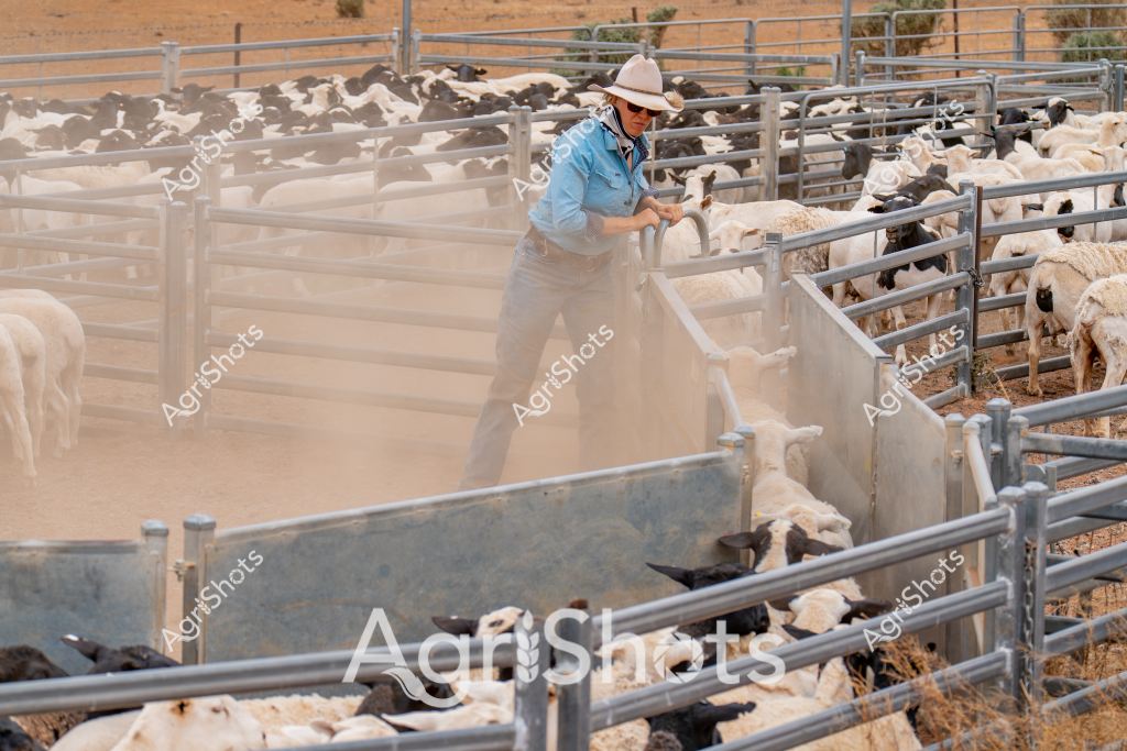 A woman stockman works diligently in a dusty sheep yard, managing a large flock of white and dark-colored sheep within metal livestock pens. Wearing a light blue work shirt, sun-protective hat, and standing amid swirling dust clouds, she carefully guides and sorts the sheep through the metal gates and sorting compartments. The arid landscape surrounding the yards suggests this is likely a rural station in one of Australia's drier agricultural regions, such as Western Queensland or Western New South Wales. Metal fencing creates a systematic grid of pens, allowing precise movement and management of the livestock herd. The woman's posture and focused movement indicate extensive experience in stock handling, demonstrating the skilled labor required in Australian sheep farming operations. Dry earth, sparse vegetation, and the metallic infrastructure of the yards create a stark, functional landscape that speaks to the challenging environments in which Australian livestock producers work.