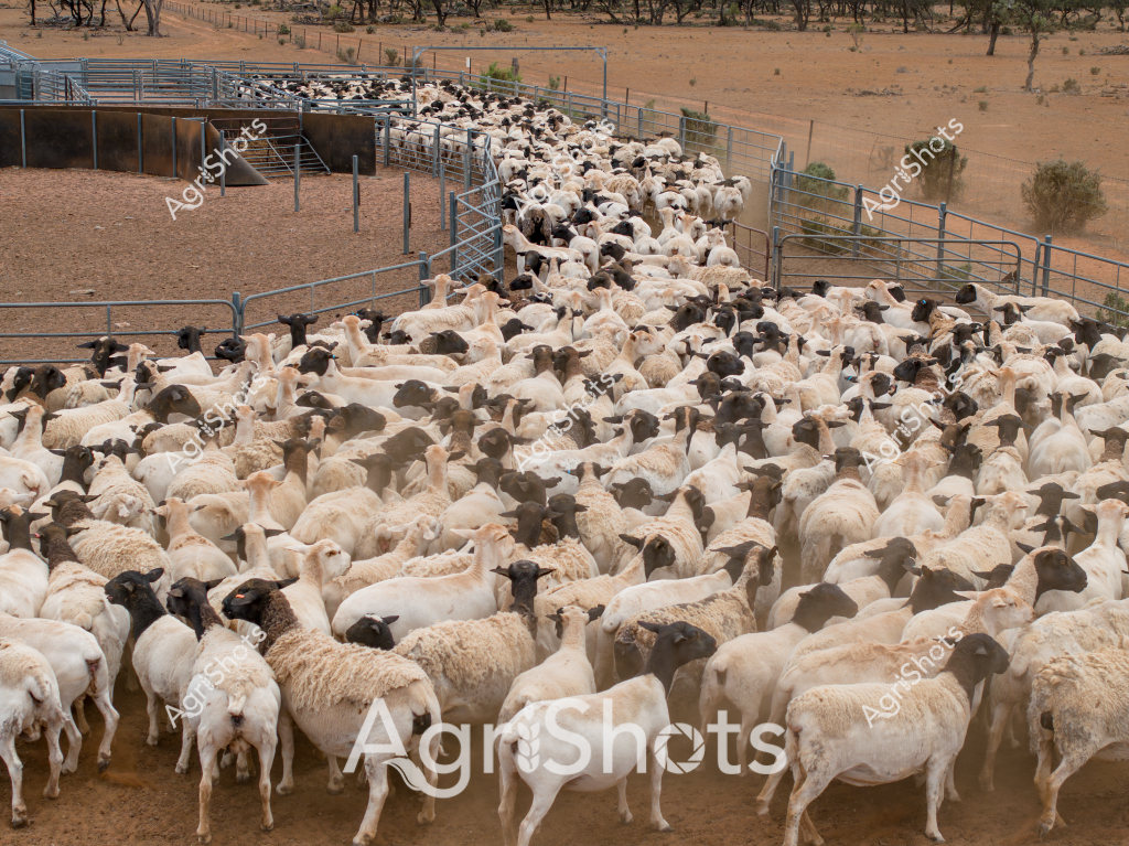 A densely packed mob of white and black-faced sheep crowds into a metal livestock yard in an arid Australian pastoral landscape. The sheep, likely a mix of Merino and other breeds, are tightly clustered within steel panel fences, creating a sea of woolly bodies against the reddish-brown earth. Sparse trees and scrub vegetation populate the dry background, indicating this is likely a station or large agricultural property in an inland region experiencing drought-like conditions.

The sophisticated metal yard infrastructure suggests professional livestock management, with carefully designed gates and holding areas to control and direct the sheep's movement. The animals appear to be gathered for mustering, sorting, or potentially preparing for shearing or transportation. Their varied coloration - predominantly white with black faces and legs - is typical of many Australian sheep breeds adapted to harsh pastoral environments.

The landscape's stark contrast between the concentrated livestock and the sparse, dusty surroundings highlights the challenges of sheep farming in Australia's challenging agricultural regions. The image captures the resilience of both the livestock and the agricultural systems that sustain them in difficult environmental conditions.