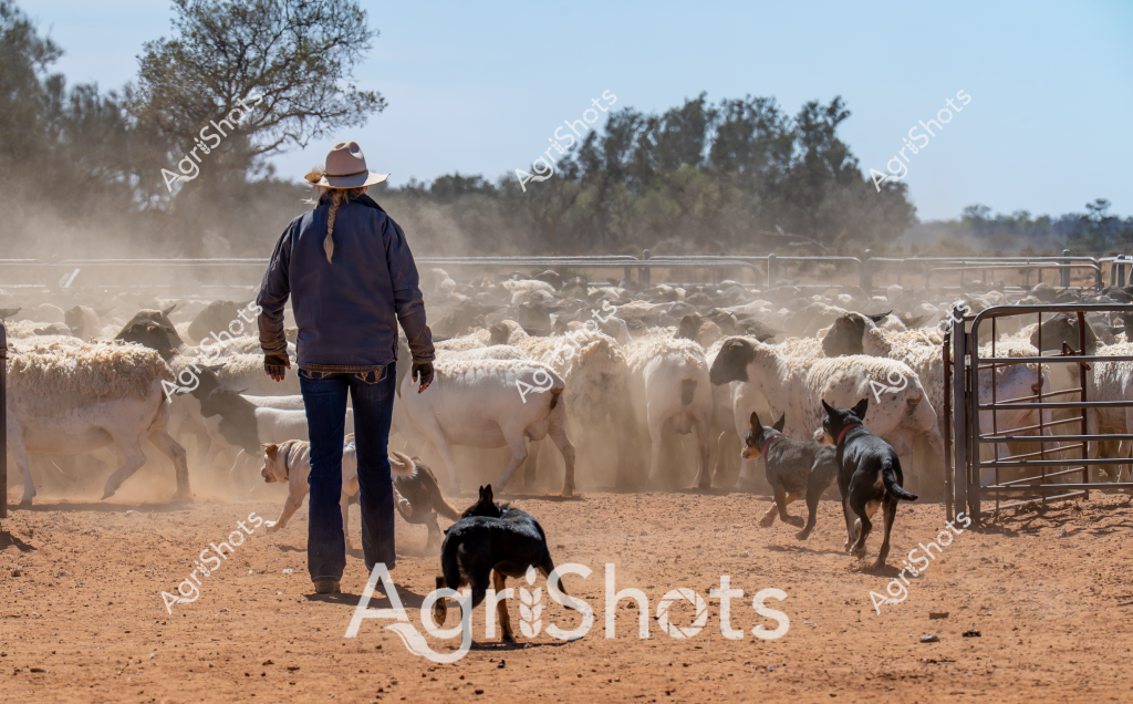 A seasoned stockman stands amid a dusty sheep yard, overseeing a large flock of white sheep during what appears to be a dry, hot mustering day in rural Australia. Wearing a wide-brimmed hat, dark jacket, and work pants, the stockman is accompanied by several working dogs - black and tan cattle dogs carefully managing the sheep's movement. The ground is a rich, rusty red color, kicking up thick clouds of dust as the sheep move between metal yard gates and fencing, creating a swirling, atmospheric scene typical of Australian livestock management.

Two dogs are actively herding the sheep, with one positioned close to the stockman and another moving along the edge of the flock. The sheep appear to be Merino or crossbred wool sheep, tightly packed and generating significant dust as they move. Trees and scrub vegetation are visible in the background, suggesting this is likely a rural station or large agricultural property in an arid or semi-arid region of Australia.

The image captures the intense, physical nature of livestock management - showcasing the skill of both the human stockman and the working dogs in controlling and moving the sheep. The dust, heat, and close coordination between human and animal highlight the challenging environment of Australian livestock farming.